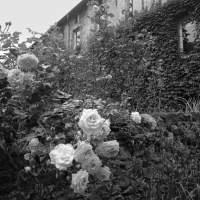 Les rosiers et l'atelier