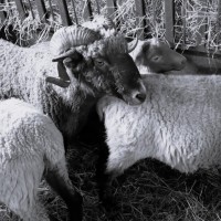 Do-Nicolas-Daniele-DSCF4537-nb-x