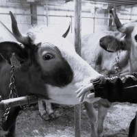 Do-Nicolas-Daniele-DSCF4592